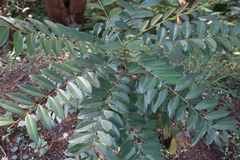 Simarouba glauca