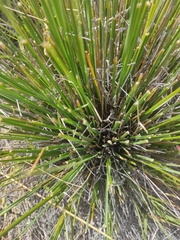 Chionochloa