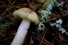 Tricholoma saponaceum