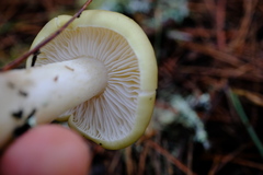 Tricholoma saponaceum