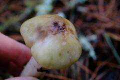 Tricholoma saponaceum