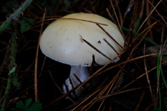 Amanita ocreata