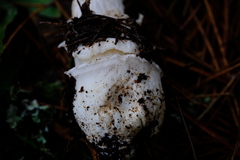 Amanita ocreata