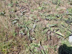 Ledebouria asperifolia