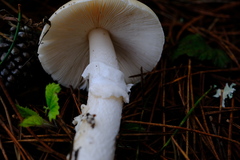 Amanita ocreata