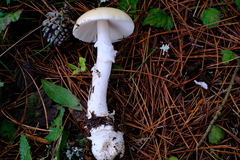 Amanita ocreata