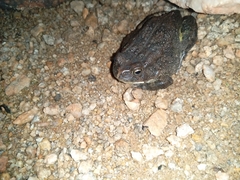 Sclerophrys gutturalis