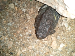 Sclerophrys gutturalis