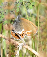 Coenonympha hero