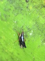 Batrachideini