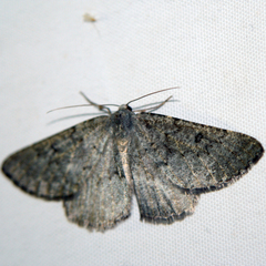 Gnophos obfuscata
