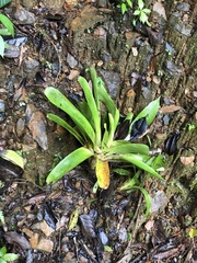 Bromeliaceae