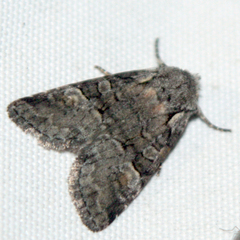 Brachylomia viminalis