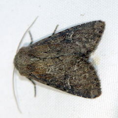 Apamea lateritia