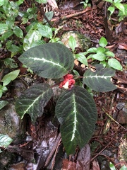 Corytoplectus speciosus