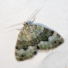 Colostygia aptata