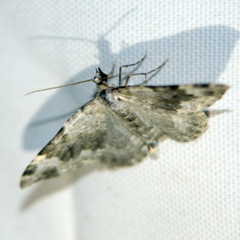 Coenotephria tophaceata