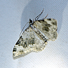 Coenotephria tophaceata