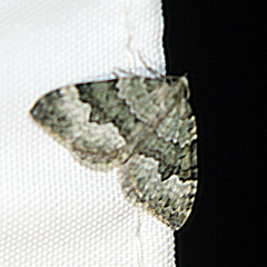 Colostygia aptata