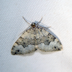 Colostygia aptata