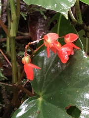 Begonia stenotepala