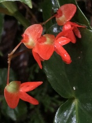Begonia stenotepala