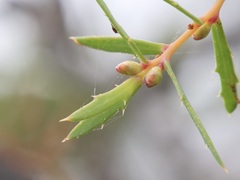 Hakea linearis