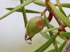 Hakea linearis