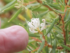 Hakea linearis