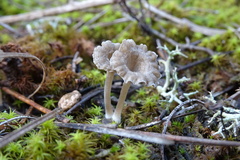 Arrhenia rickenii