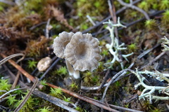 Arrhenia rickenii
