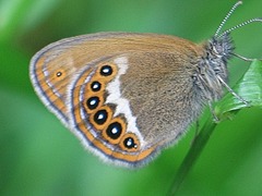 Coenonympha hero