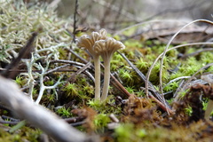 Arrhenia rickenii