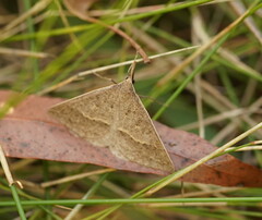 Epidesmia hypenaria