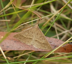 Epidesmia hypenaria