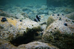 Pseudogoniistius nigripes