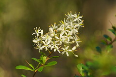 Bursaria spinosa spinosa