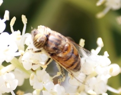 Eristalinus quinquelineatus