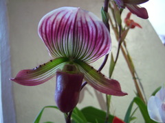 Paphiopedilum