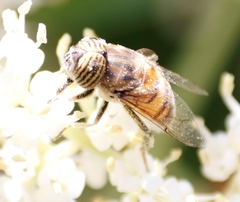 Eristalinus quinquelineatus