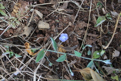 Evolvulus alsinoides