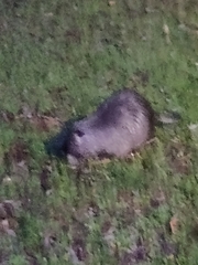 Myocastor coypus