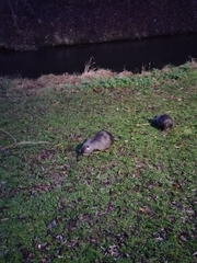 Myocastor coypus