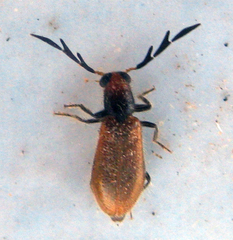 Enopliinae