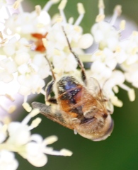 Eristalini