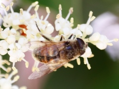 Eristalini