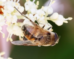 Eristalini