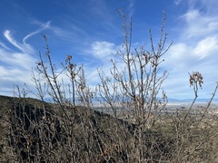 Fraxinus dipetala
