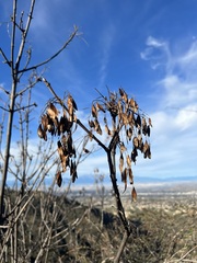 Fraxinus dipetala