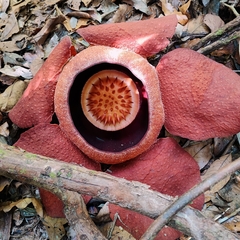 Rafflesia kerrii